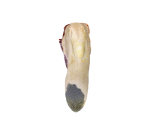 lengua)